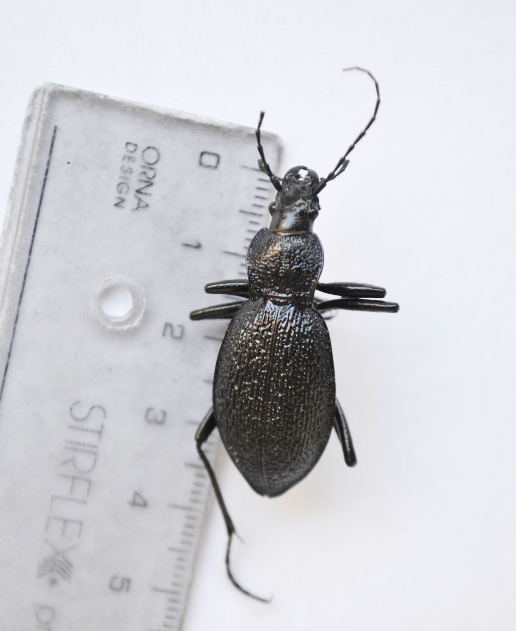 Carabus intricatus o caelatus? C. caelatus